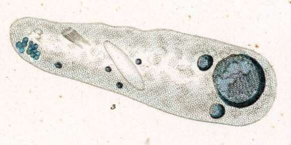 Image of Nassulopsis elegans (Ehrenberg 1834) Foissner, Berger & Kohmann 1994