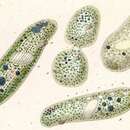 Image of Nassulopsis elegans (Ehrenberg 1834) Foissner, Berger & Kohmann 1994