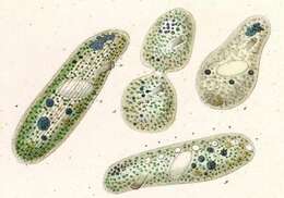 Imagem de Nassulopsis elegans (Ehrenberg 1834) Foissner, Berger & Kohmann 1994