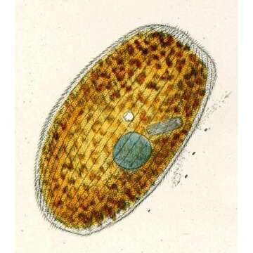 Слика од Obertrumia aurea (Ehrenberg 1834) Foissner 1987