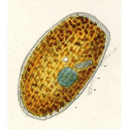 Слика од Obertrumia aurea (Ehrenberg 1834) Foissner 1987