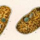 Слика од Obertrumia aurea (Ehrenberg 1834) Foissner 1987