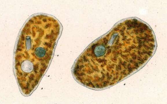 Слика од Obertrumia aurea (Ehrenberg 1834) Foissner 1987