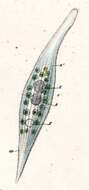 Image of Litonotus Wresniowski 1870