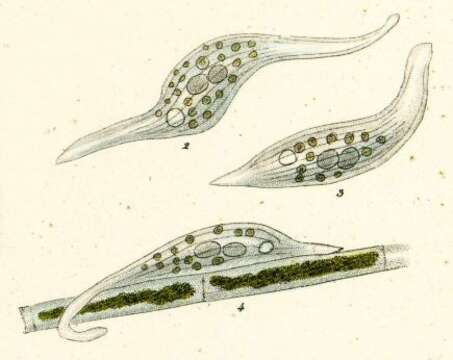 Litonotus fasciola (Wresniowski 1870) resmi