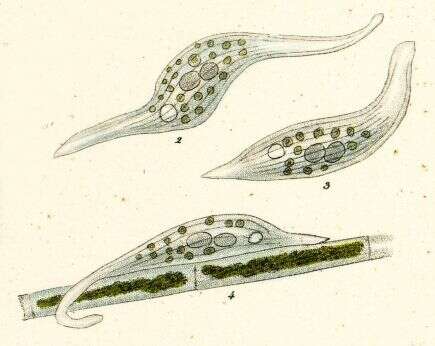 Слика од Litonotus fasciola (Wresniowski 1870)