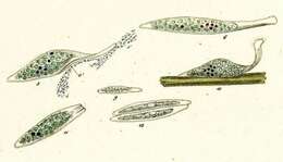 صورة Litonotus fasciola (Wresniowski 1870)