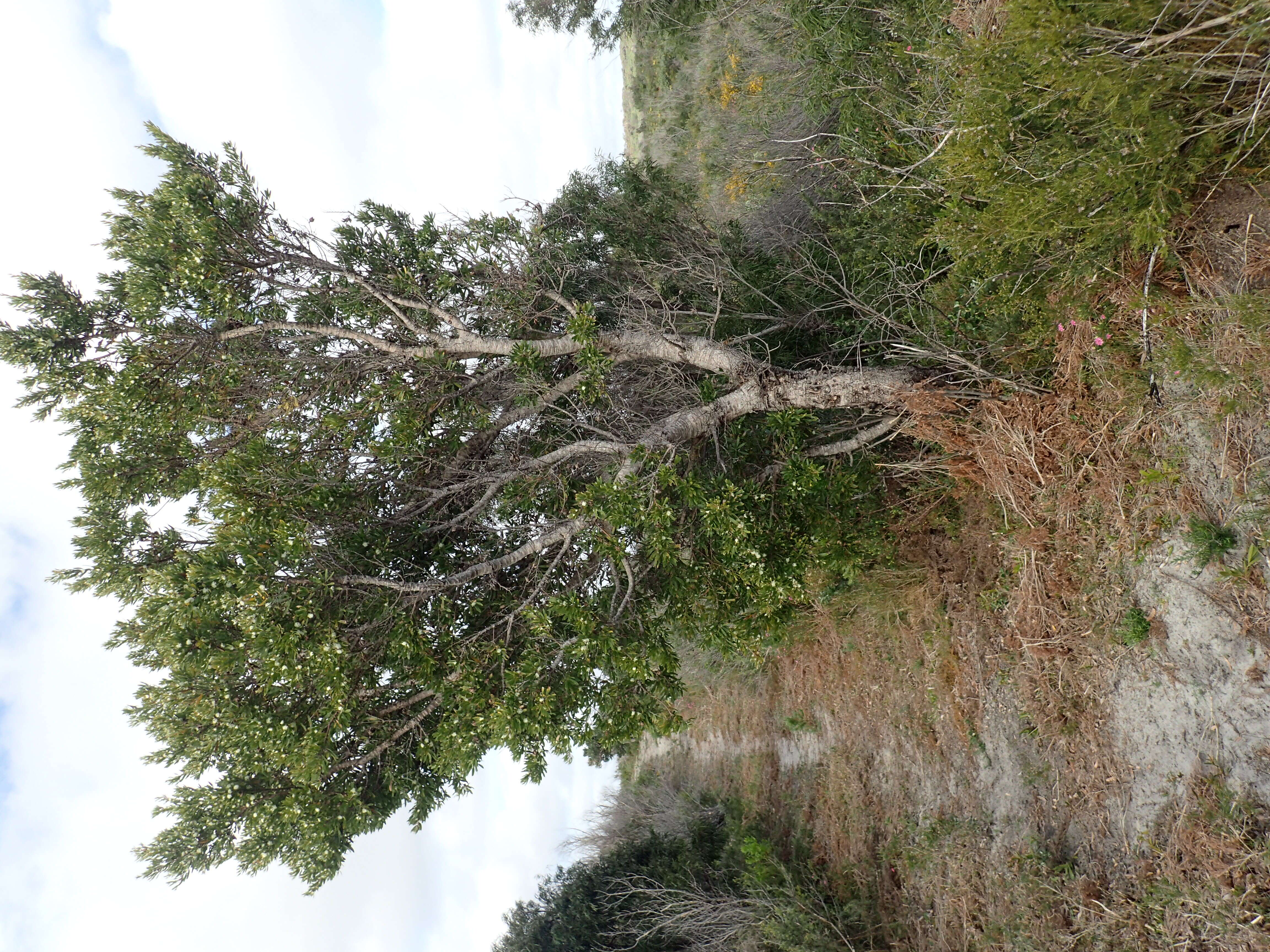 Image of Hakea oleifolia (Sm.) R. Br.