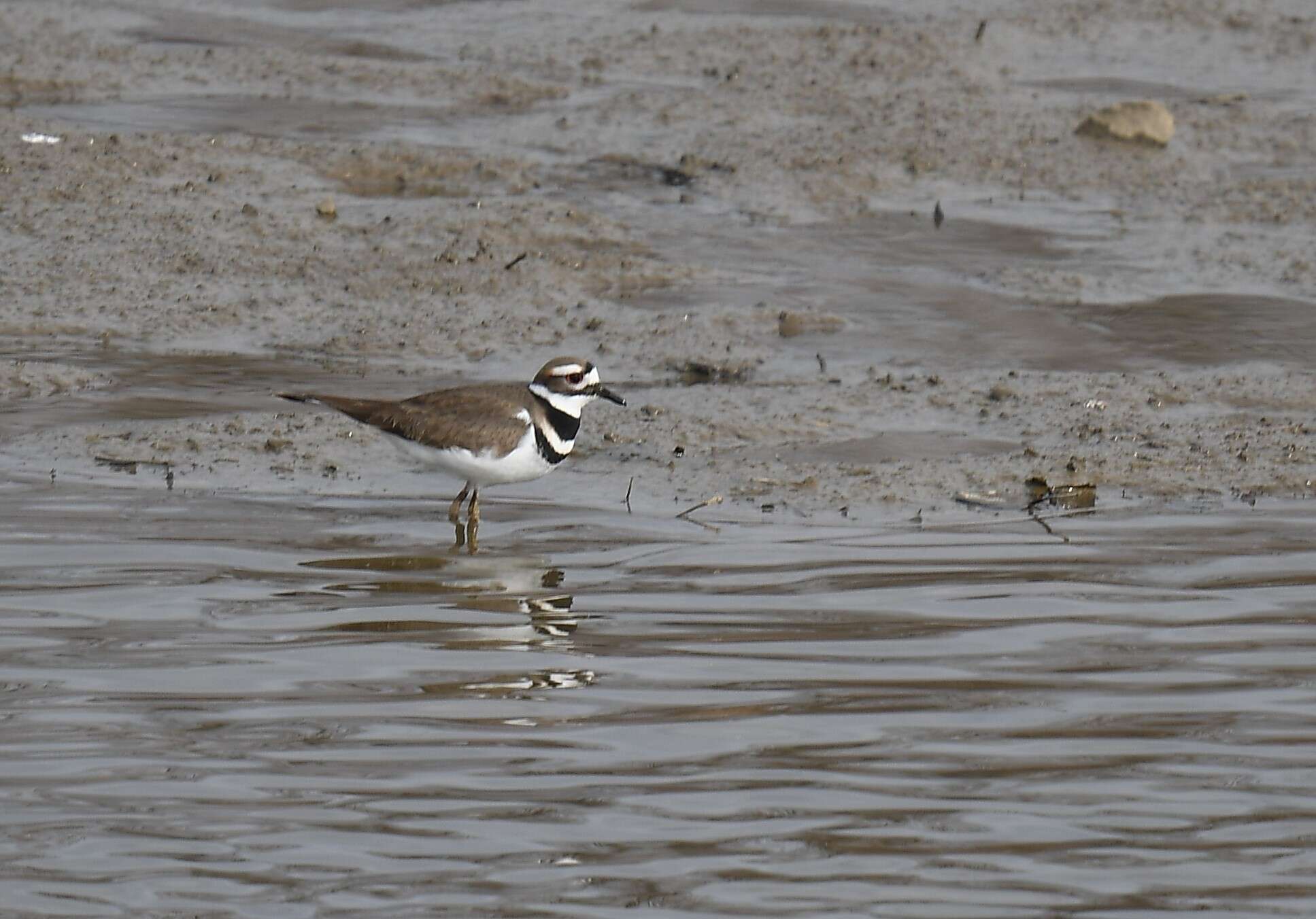 Image of Killdeer