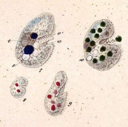 Image of reniform colpodean ciliate