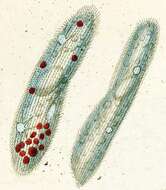 Image of <i>Paramecium aurelia-komplex</i>