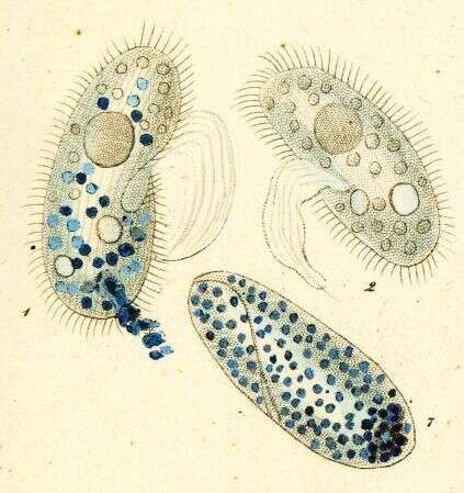 Image de Pleuronema crassum Dujardin 1841