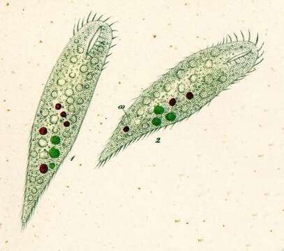 Image of Uroleptus piscis (O. F. Müller 1773) Ehrenberg 1831