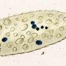 Image of Uroleptus piscis (O. F. Müller 1773) Ehrenberg 1831