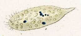 Image of Uroleptus piscis (O. F. Müller 1773) Ehrenberg 1831