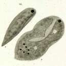 Image of Frontonia atra Ehrenberg 1833