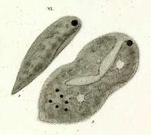 Imagem de Frontonia atra Ehrenberg 1833