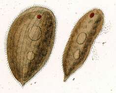Image of Frontonia acuminata