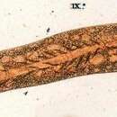 Pseudokeronopsis rubra的圖片
