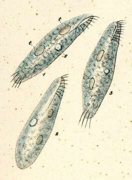 Tachysoma chilensis (Bürger 1905) Berger 1999 resmi