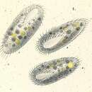 Image of Steinia platystoma (Ehrenberg 1831) Diesing 1866