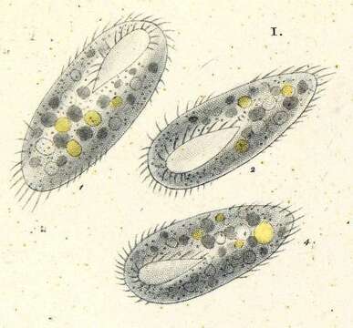 Image of Steinia platystoma (Ehrenberg 1831) Diesing 1866