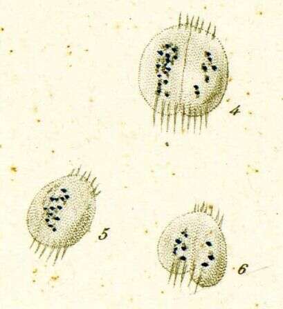 Image of Aspidisca cicada O. F. Müller 1786