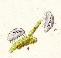 Image of Aspidisca cicada O. F. Müller 1786