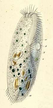 Pleurotricha lanceolata resmi