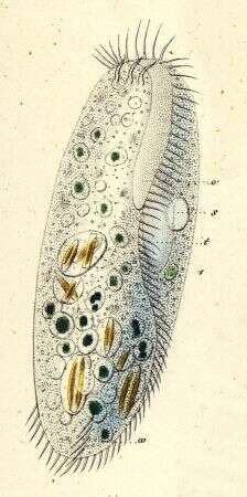 Stylonychinae resmi