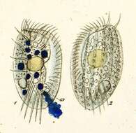 Image of Euplotes charon