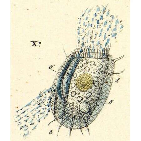 Image de Euplotes charon