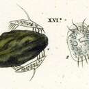 Image of Aspidisca turrita (Ehrenberg 1831) Claparède & Lachmann 1858