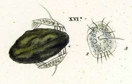 Image of Aspidisca turrita (Ehrenberg 1831) Claparède & Lachmann 1858