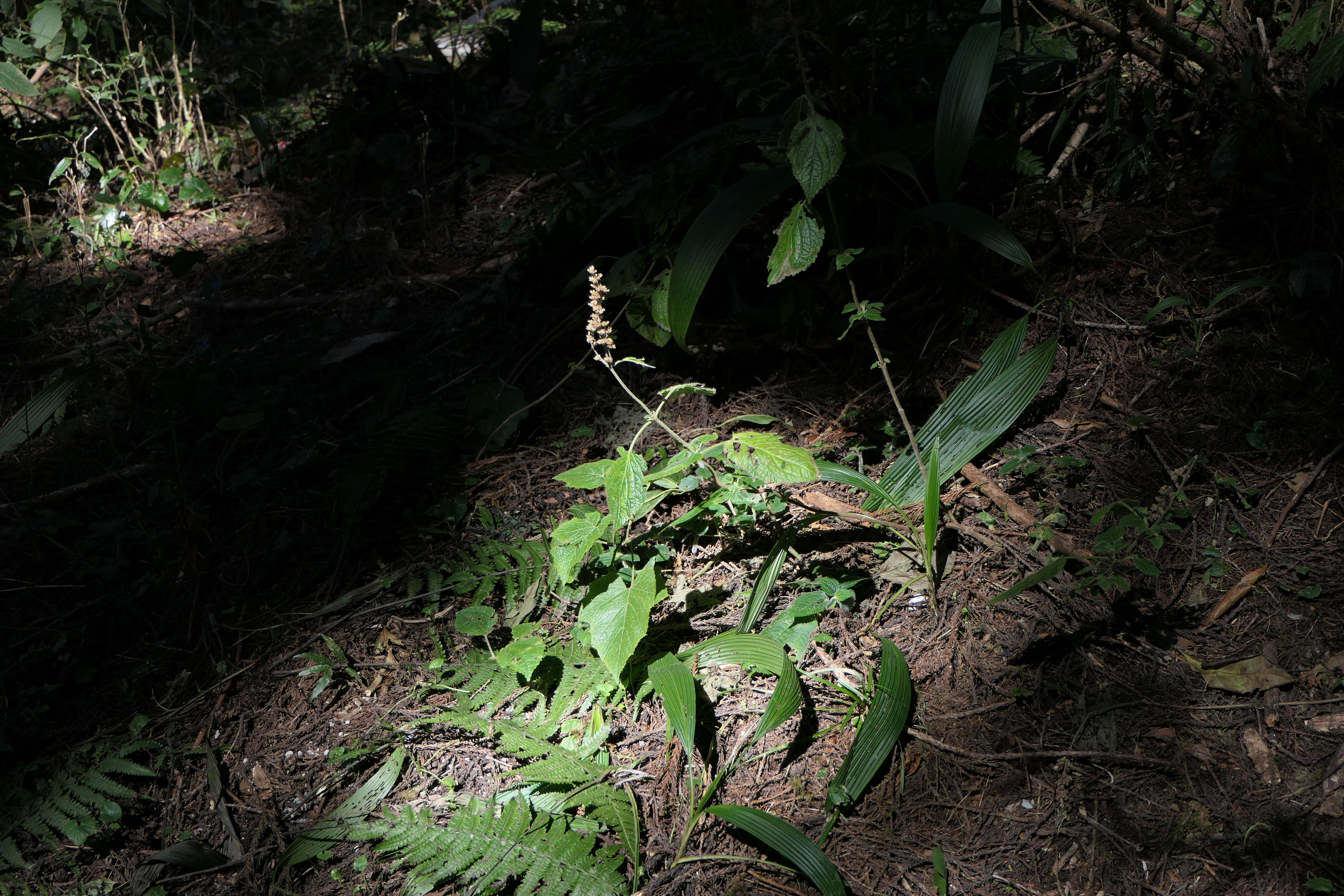 Image de Craniotome furcata (Link) Kuntze