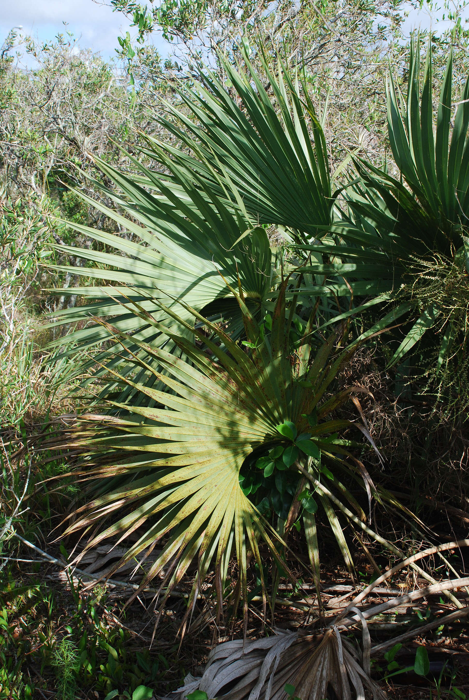 Image of scrub palmetto