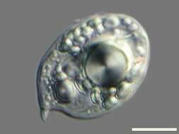 Image of Phacus ocellatus