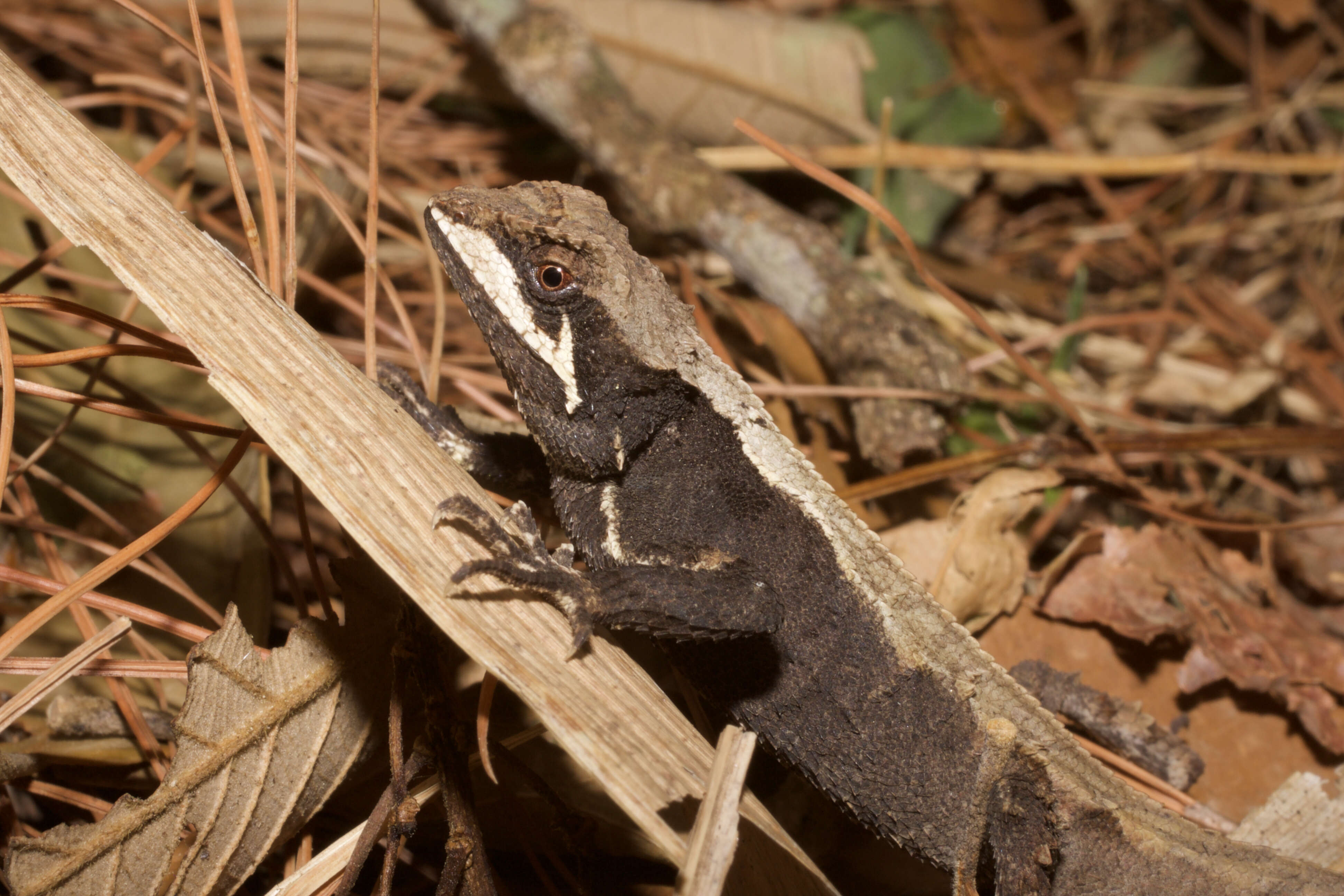 Image of Ota's mountain lizard