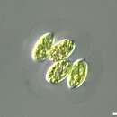 Image of <i>Coenocystis planctonica</i>