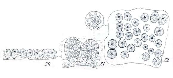 Image of Characiella Schmidle 1902