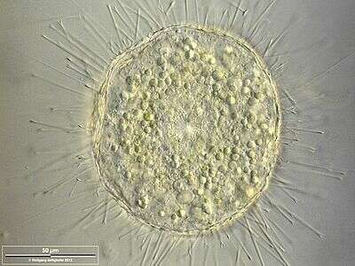 Image of Acanthocystis Carter 1863