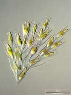 Image of Dinobryaceae