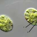 Image of <i>Asterococcus limneticus</i>