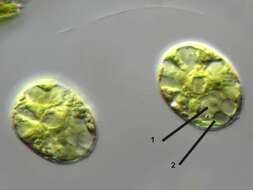 Image of Asterococcus Scherffel 1908