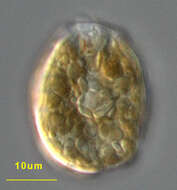 Image of Testudodinium testudo