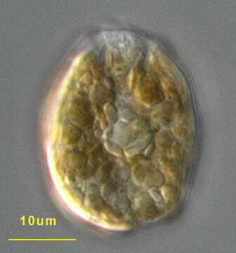 Testudodinium testudo resmi