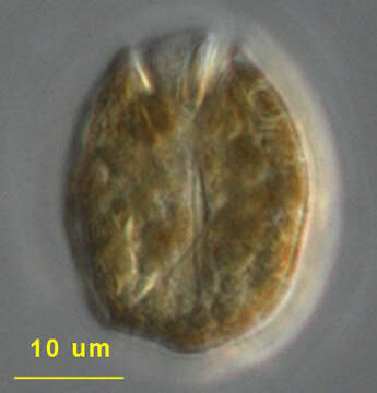 Image of Testudodinium testudo