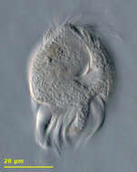 Image of Uronychia transfuga