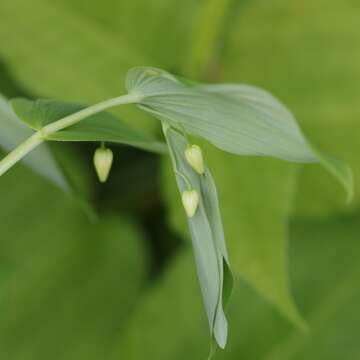 Image of claspleaf twistedstalk