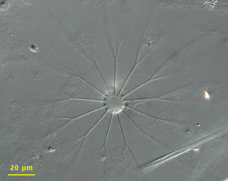 Image of Bacteriastrum G. Shadbolt 1854